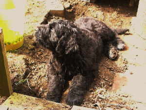 N Ostern 09-2 N Ostern 09-2